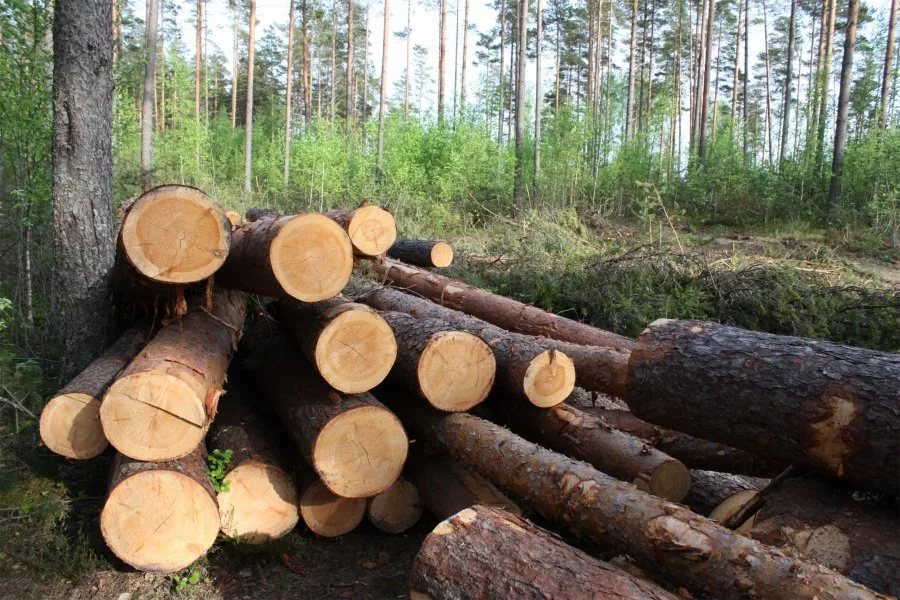 За неделю в Кировской области выявлены семь фактов незаконной рубки леса 