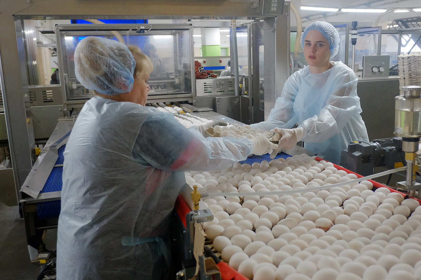 Птицефабрики Кировской области планируют увеличить производство яиц на 100 миллионов штук