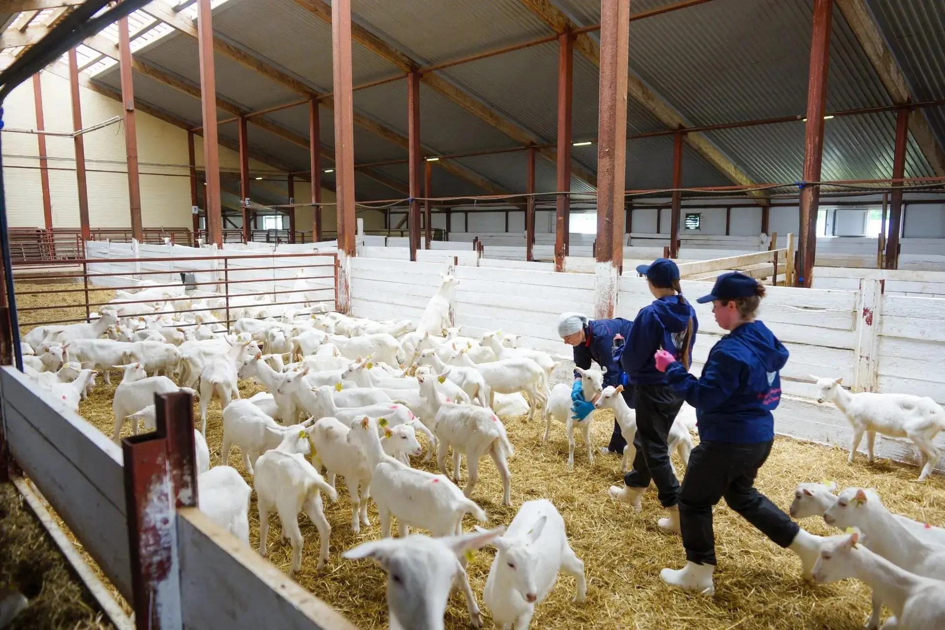 Козоводческая ферма в Куменском районе на две трети увеличила выпуск продукции 