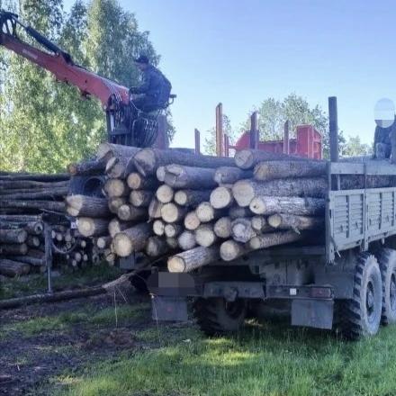 Бойцы СВО строят боевые позиции из вятского леса