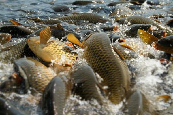 В нерестовый период из кировских водоёмов извлекли более 3000 незаконных орудий лова