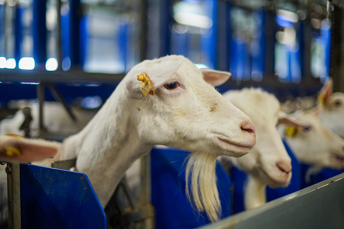Козоводческая ферма в Куменском районе на две трети увеличила выпуск продукции 