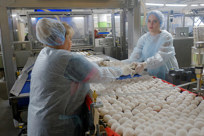 Птицефабрики Кировской области планируют увеличить производство яиц на 100 миллионов штук