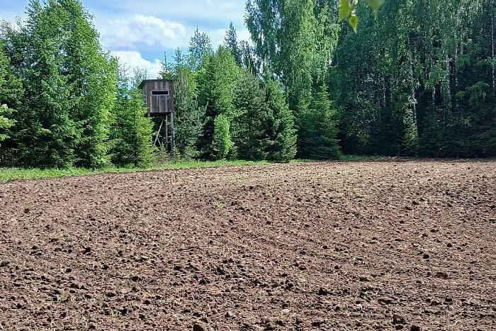 В охотугодьях Кировской области засевают кормовые поля для обитателей лесов
